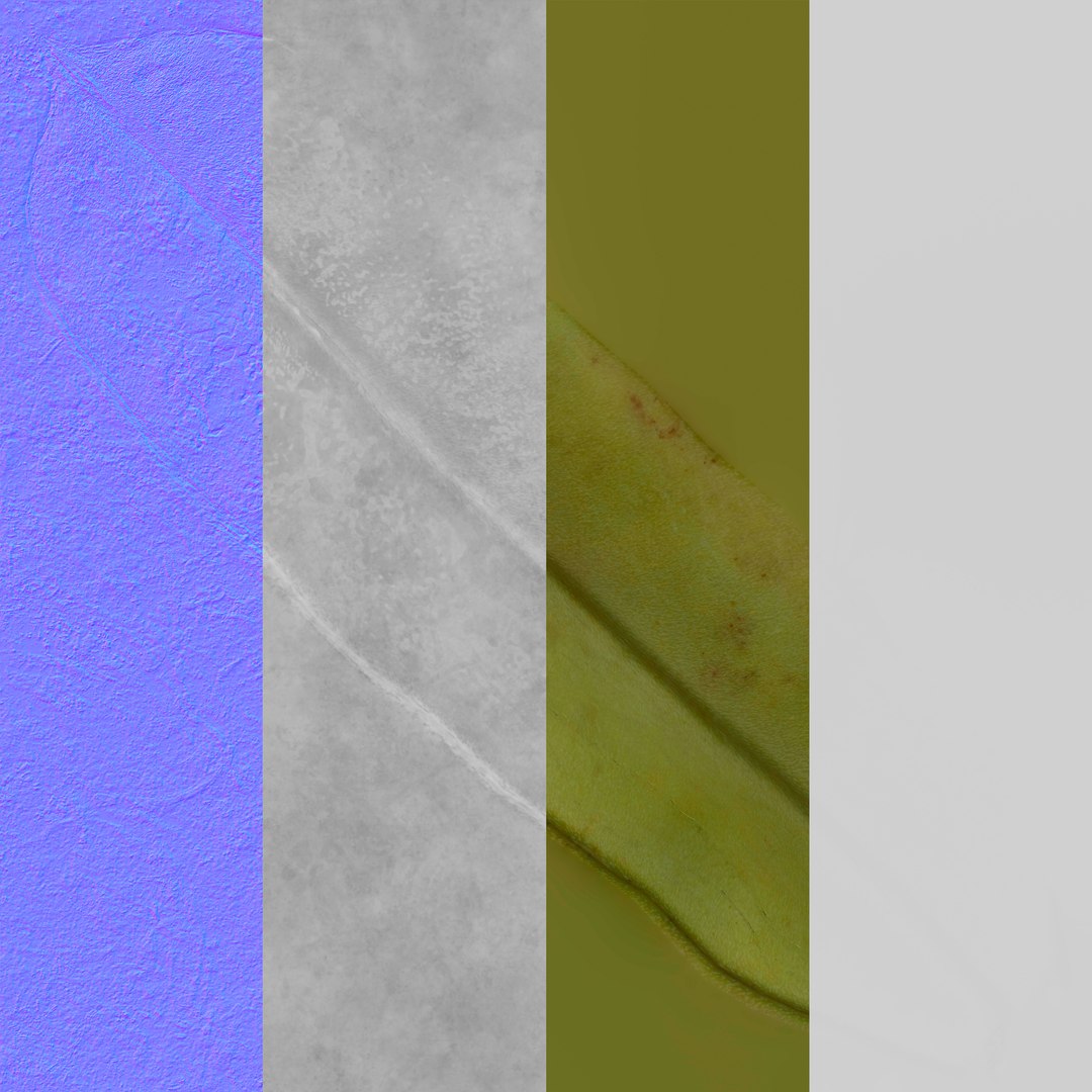 Green Beans 01 3D model https://p.turbosquid.com/ts-thumb/og/zGhdCx/MG/green_beans_01_textures/jpg/1678372928/1920x1080/fit_q87/085fbe8ef2a47d369691db6de419965bb459523e/green_beans_01_textures.jpg