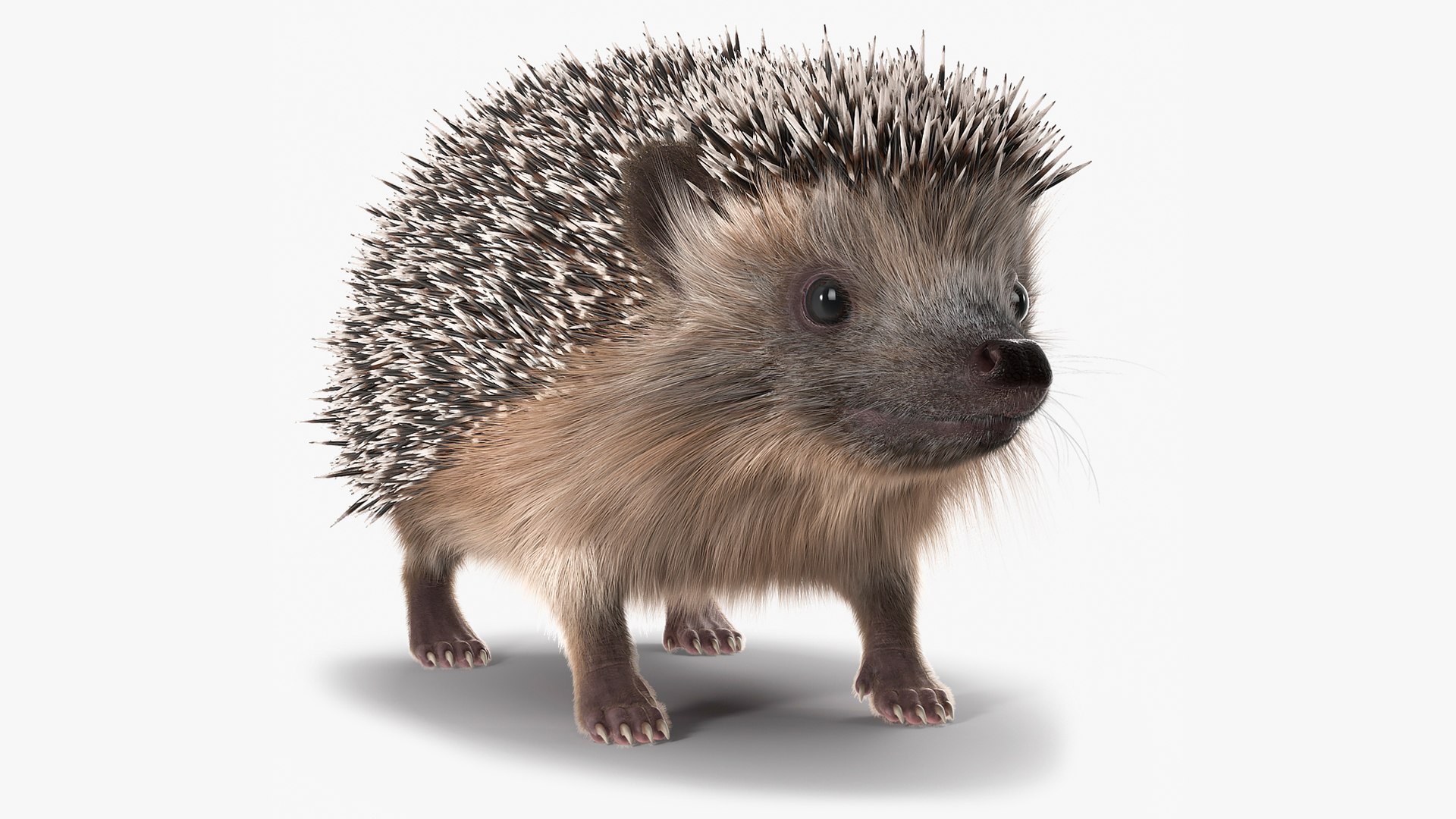 Hedgehog Black Fur 3D model preview