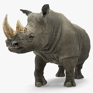 3D rhino standing pose model