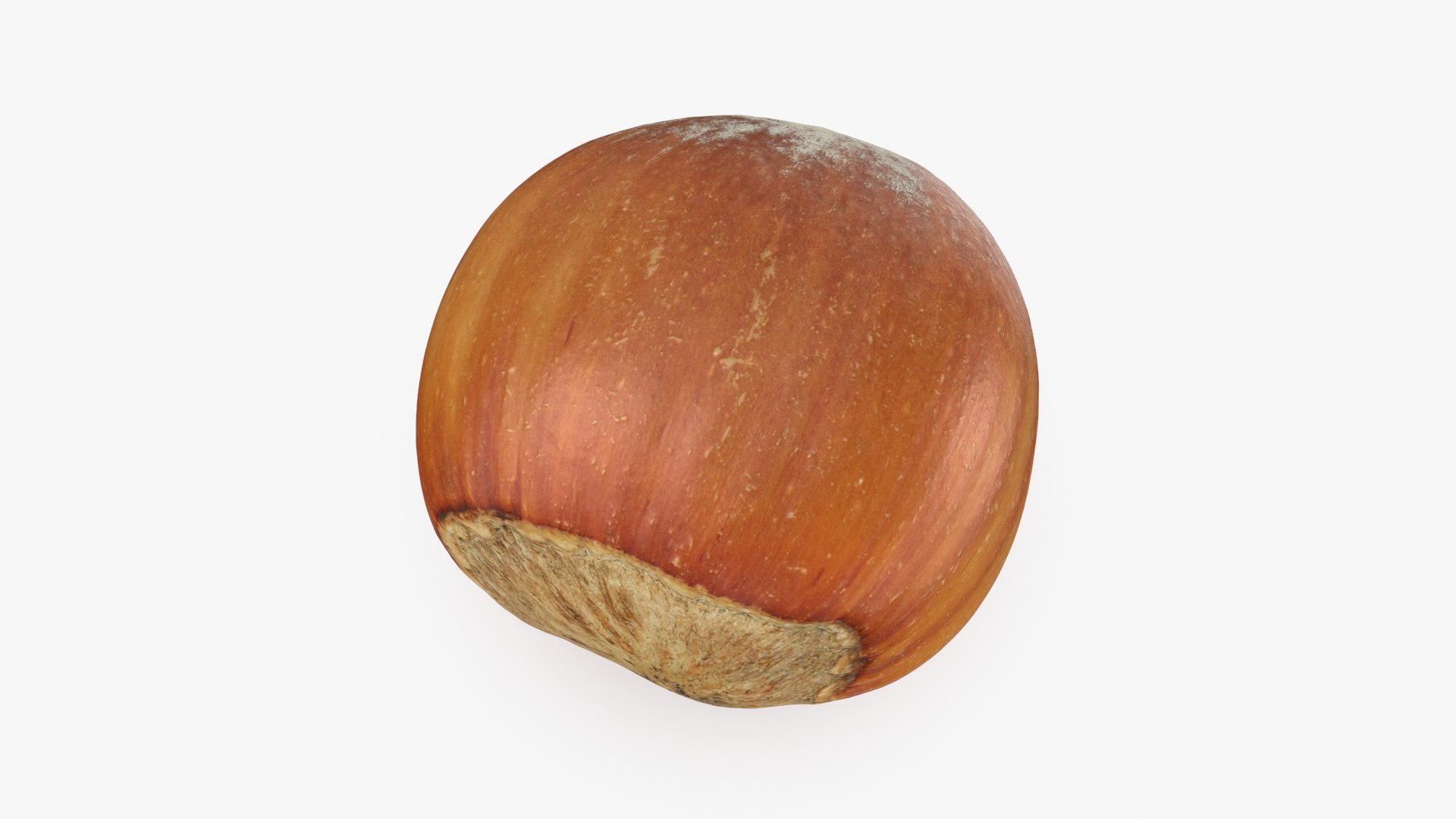 Hazelnut in Shell 04 3D model https://p.turbosquid.com/ts-thumb/oh/DHNqkW/IZ/hazelnutshell04_b0008/jpg/1728475237/1920x1080/fit_q87/0e5144e0833e5299187c9c4c4b55efb1485ea0c9/hazelnutshell04_b0008.jpg