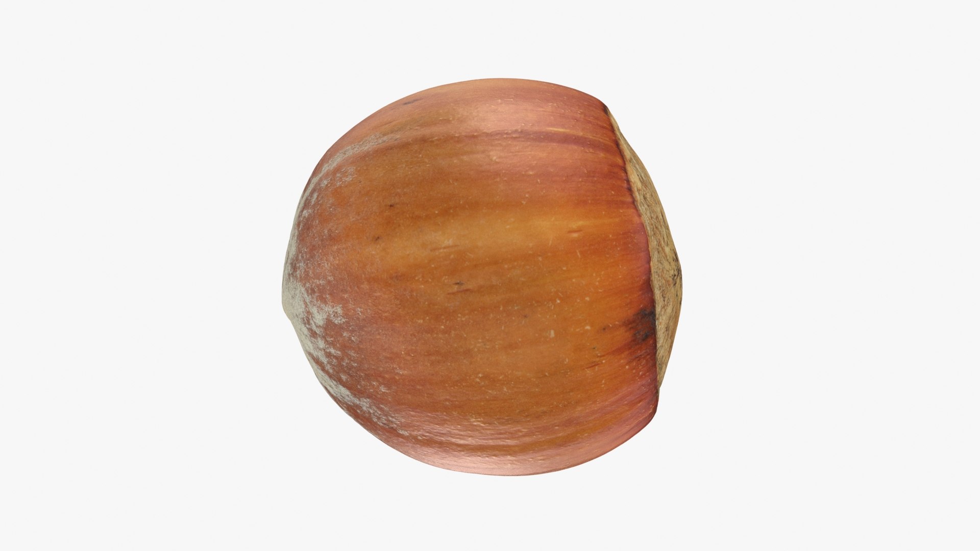 Hazelnut in Shell 04 3D model https://p.turbosquid.com/ts-thumb/oh/DHNqkW/Iv/hazelnutshell04_b0024/jpg/1728475243/1920x1080/fit_q87/407f5d4fe6dc5645125bcffff13c03c8dac2c991/hazelnutshell04_b0024.jpg