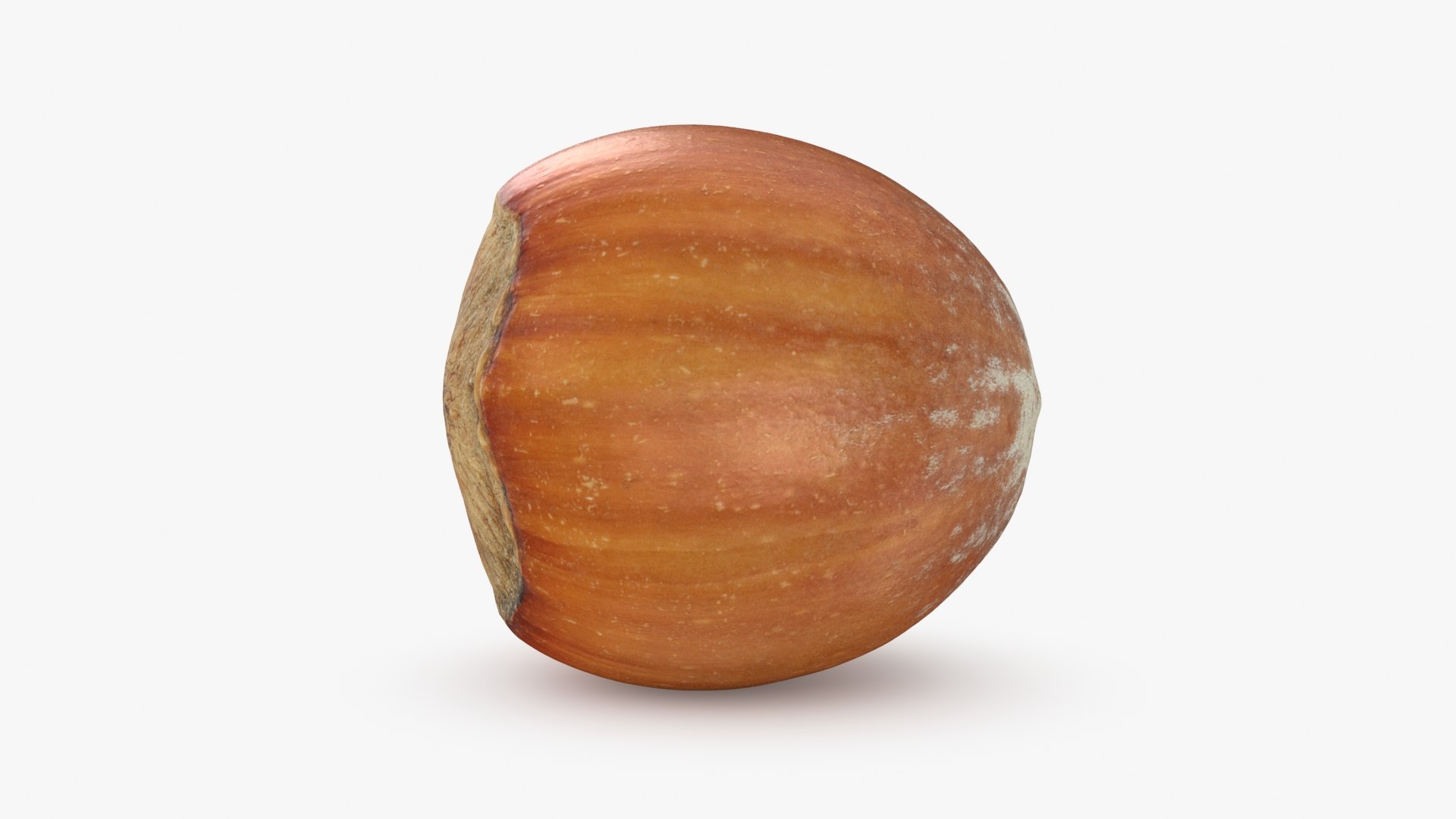 Hazelnut in Shell 04 3D model https://p.turbosquid.com/ts-thumb/oh/DHNqkW/Md/hazelnutshell04_b0004/jpg/1728475235/1920x1080/fit_q87/c62fa830387ac69d8578453a02eab152f14e53d2/hazelnutshell04_b0004.jpg