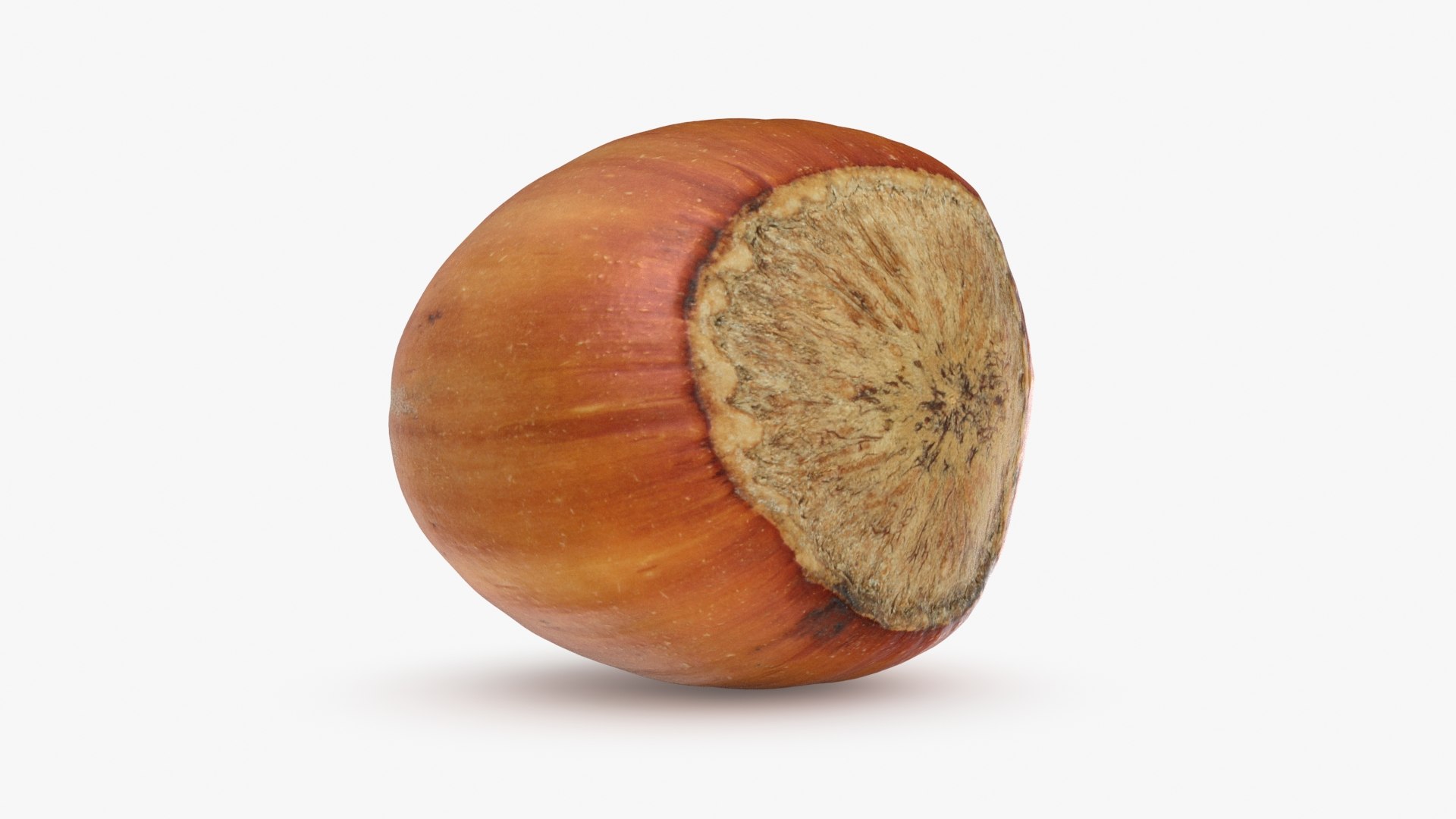 Hazelnut in Shell 04 3D model https://p.turbosquid.com/ts-thumb/oh/DHNqkW/gv/hazelnutshell04_b0014/jpg/1728475239/1920x1080/fit_q87/919b3588ae5b4d033e6d25c3afff52c8a049644d/hazelnutshell04_b0014.jpg