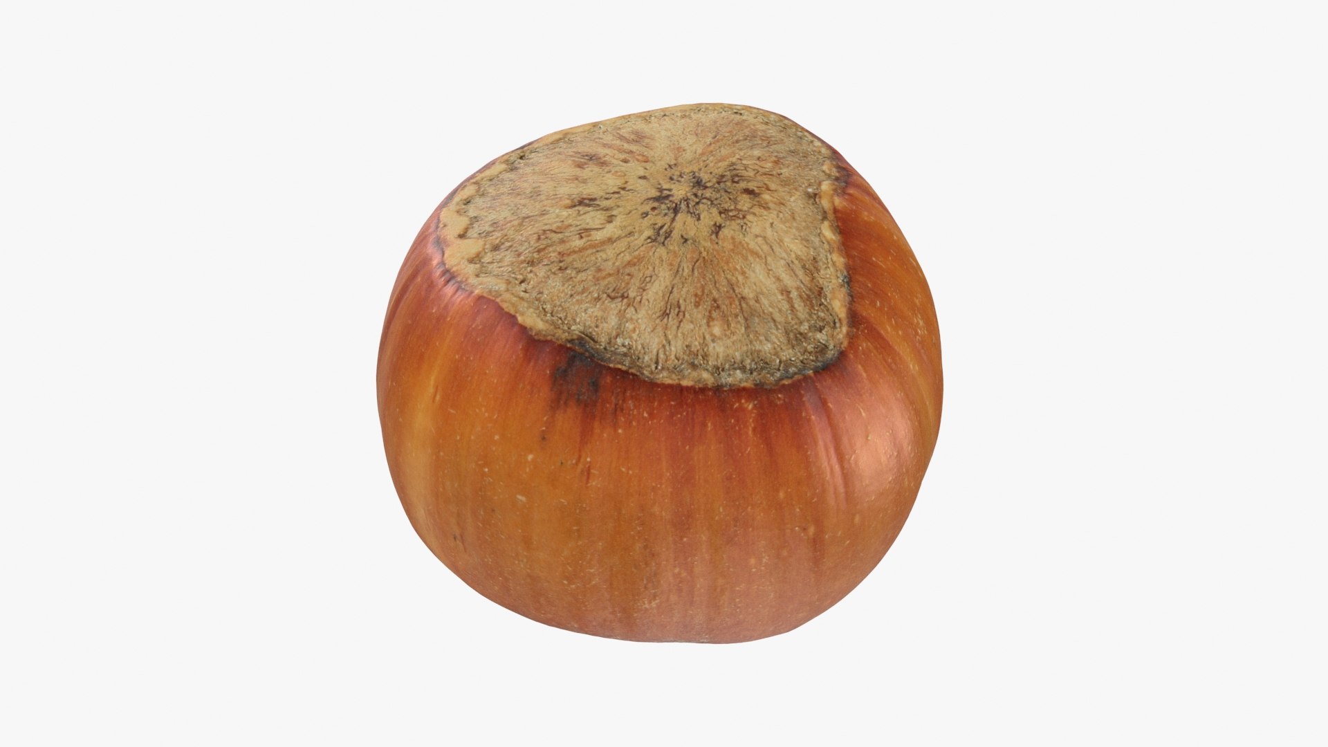 Hazelnut in Shell 04 3D model https://p.turbosquid.com/ts-thumb/oh/DHNqkW/wd/hazelnutshell04_b0020/jpg/1728475242/1920x1080/fit_q87/bbac9f62304ce1ea782d90af248a7bf23bb46f20/hazelnutshell04_b0020.jpg