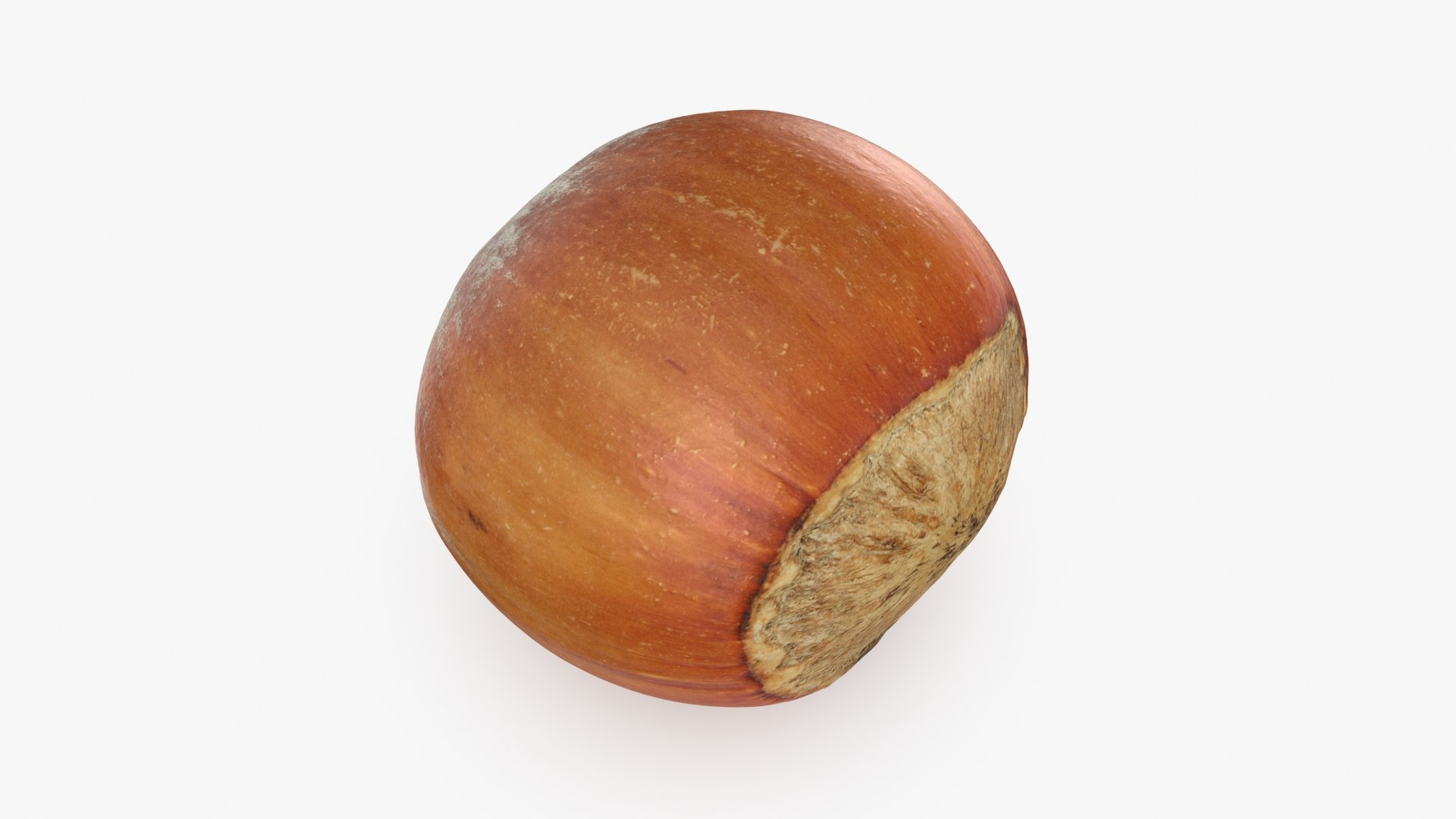 Hazelnut in Shell 04 3D model https://p.turbosquid.com/ts-thumb/oh/DHNqkW/xi/hazelnutshell04_b0018/jpg/1728475241/1920x1080/fit_q87/7ff1ae732c0aa069d636b83800b3d4bdaf6bab8d/hazelnutshell04_b0018.jpg