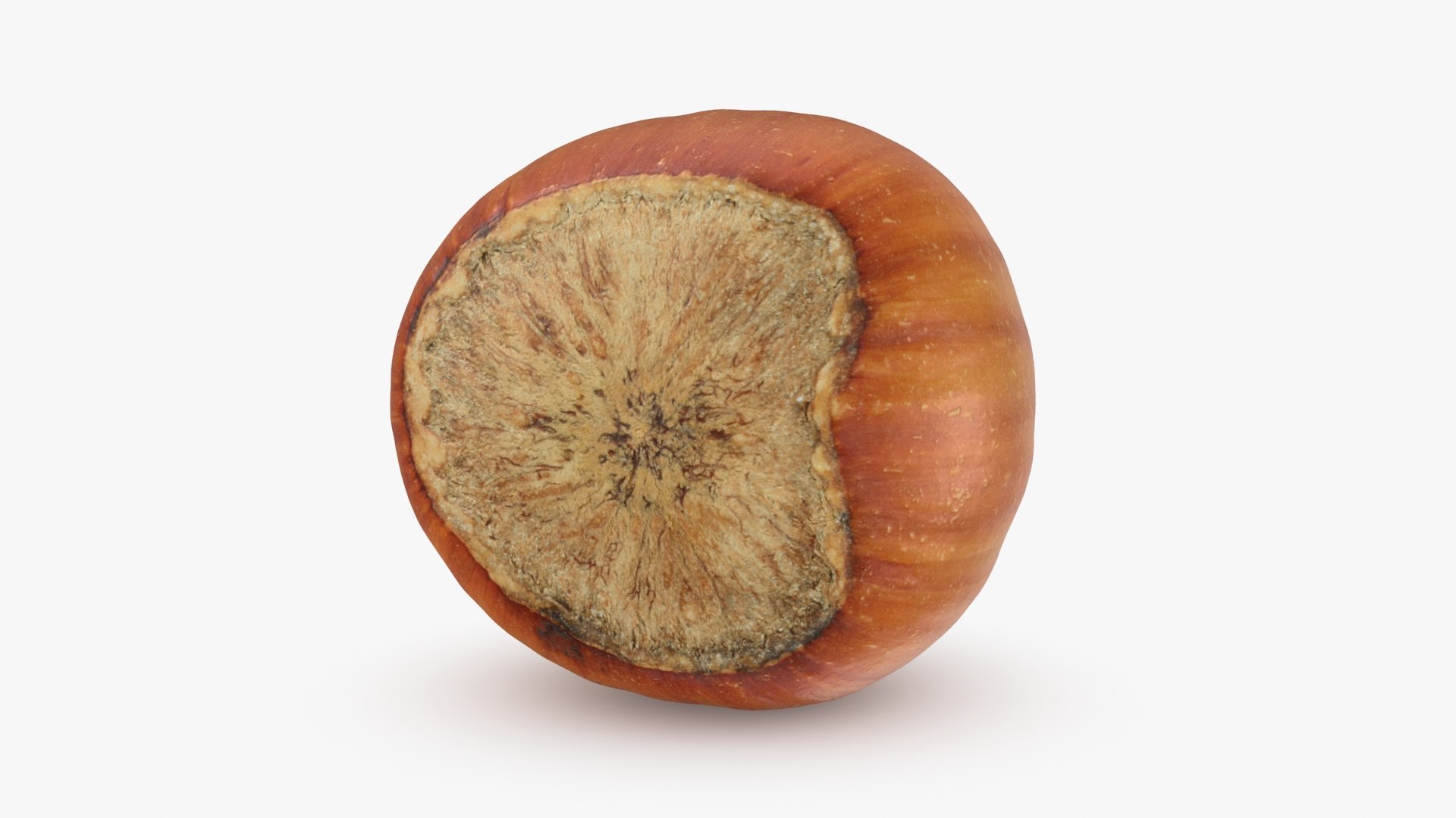 Hazelnut in Shell 04 3D model https://p.turbosquid.com/ts-thumb/oh/DHNqkW/yo/hazelnutshell04_b0010/jpg/1728475239/1920x1080/fit_q87/43b02ee909dde09112148102c73ee456f26c91b6/hazelnutshell04_b0010.jpg