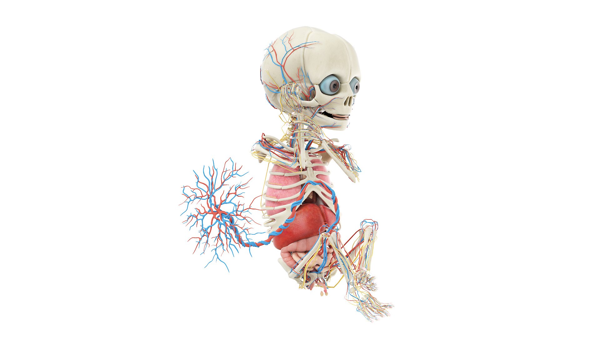 Fetus Anatomy Week 29 Static Model Biology Diagrams