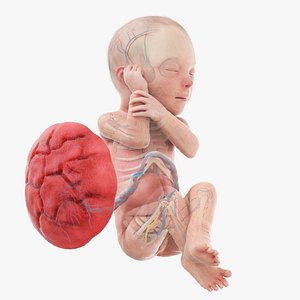 Fetus Anatomy Week 29 Static model
