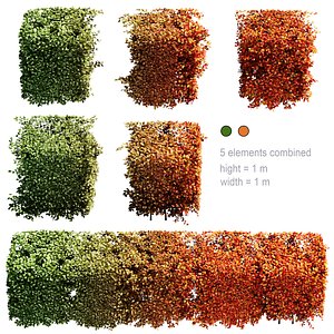 3D model Hedge Cotoneaster Rectangular