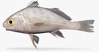Longfin Croaker