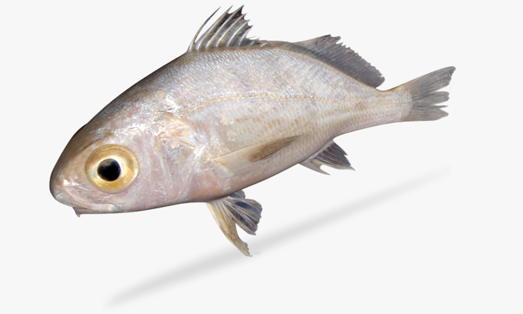 3d Model Longfin Croaker