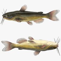 Channel Catfish Ictalurus Punctatus Rigged for Modo
