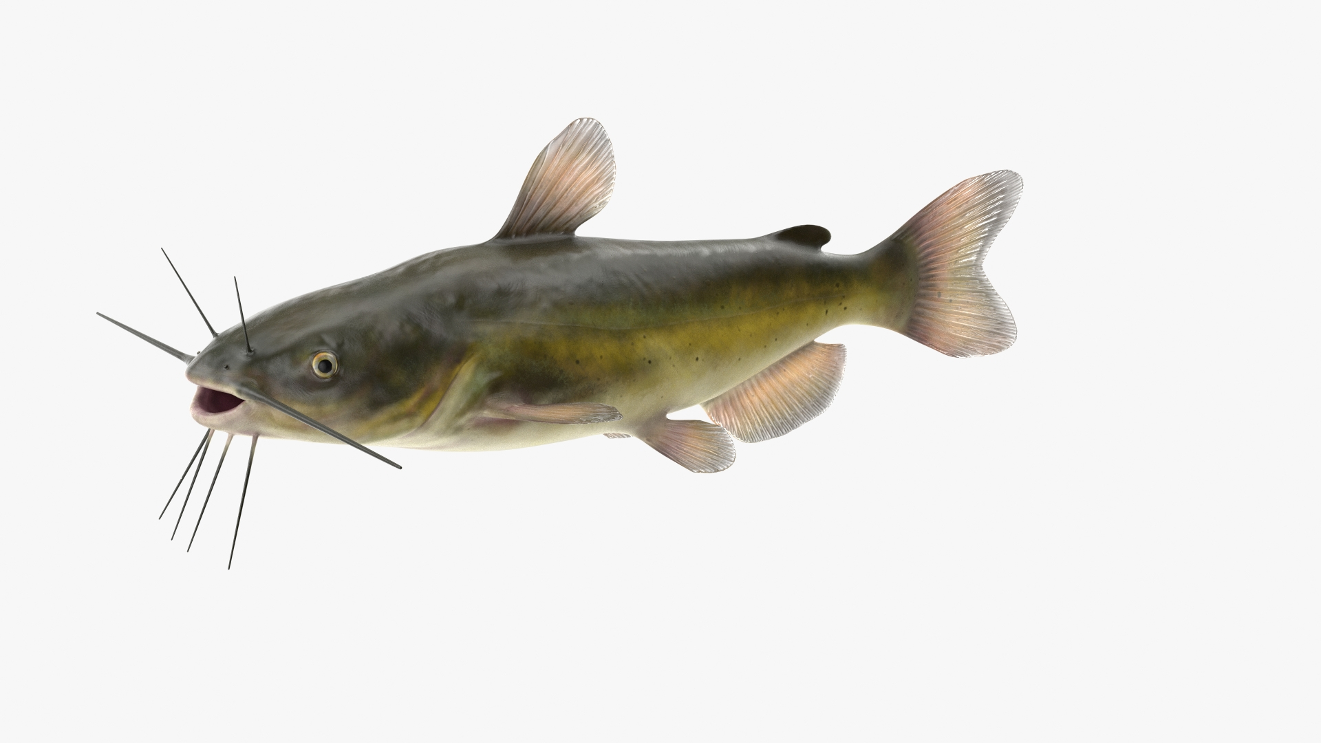 Channel Catfish Ictalurus Punctatus Rigged For Modo 3D Model ...