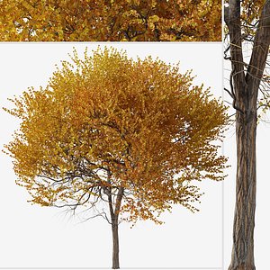 3D Set of Ginkgo biloba or Maidenhair Tree