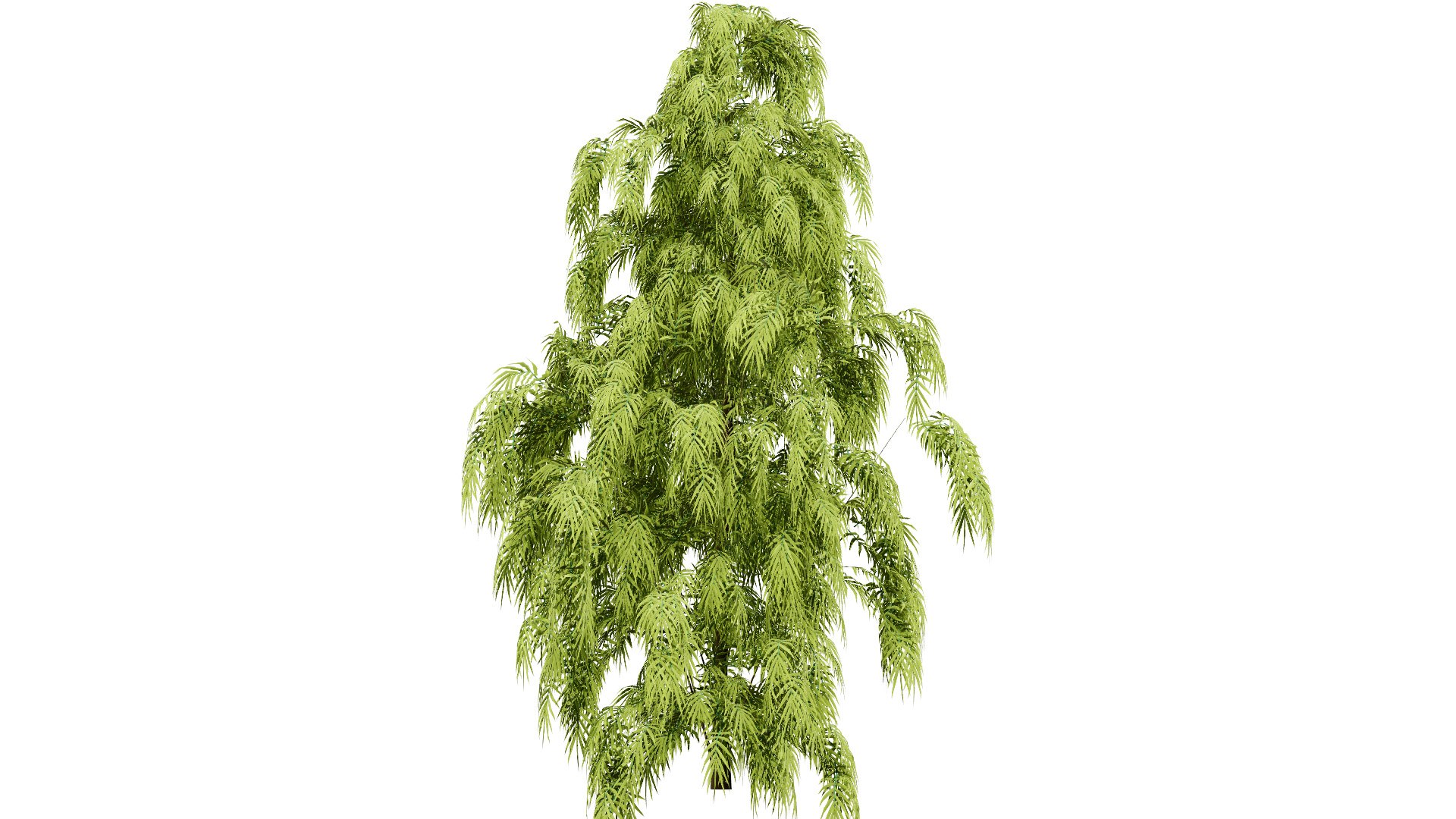 3D Henkel Yellowwood Tree 3D Model Collection https://p.turbosquid.com/ts-thumb/oh/k0vaQ5/5q/302l/jpg/1755865192/1920x1080/fit_q87/c703c2660b6059cfc14bec735c23ba52df3b3b58/302l.jpg