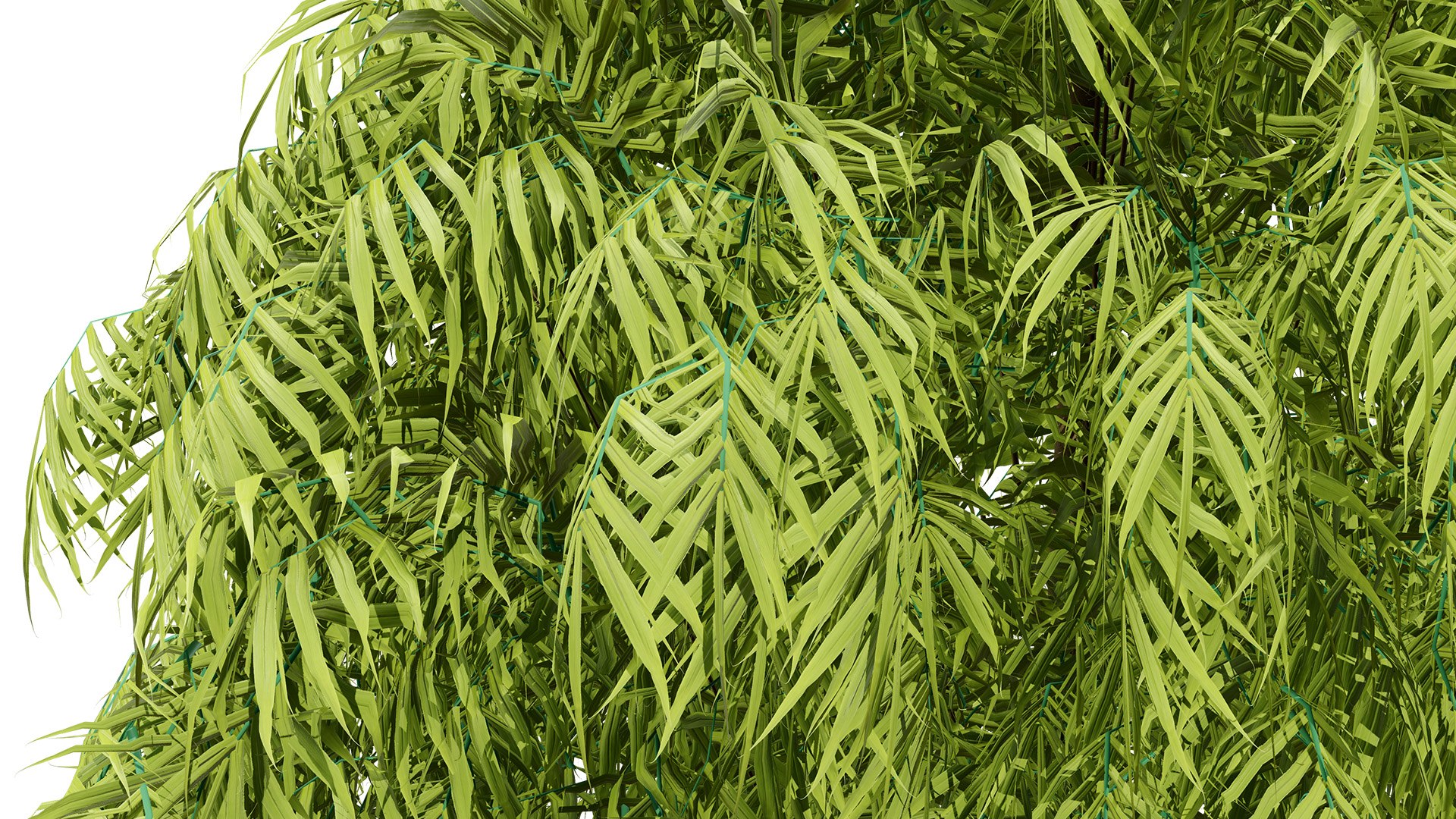 3D Henkel Yellowwood Tree 3D Model Collection https://p.turbosquid.com/ts-thumb/oh/k0vaQ5/lL/1zl/jpg/1755865184/1920x1080/fit_q87/b70d4a6e68a6d3afa0c5eb8b1e7cba40b7765d56/1zl.jpg