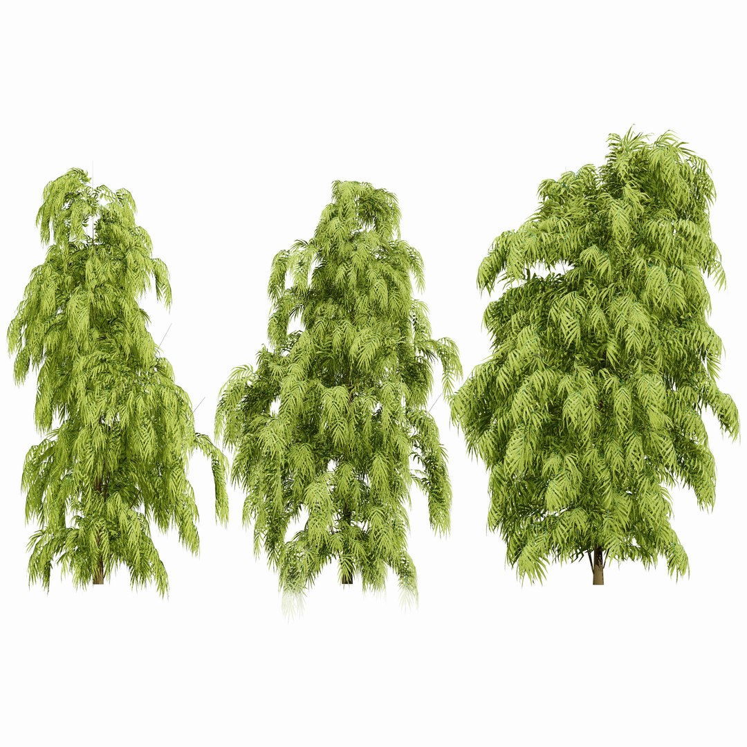 3D Henkel Yellowwood Tree 3D Model Collection https://p.turbosquid.com/ts-thumb/oh/k0vaQ5/tS/000searchcover00/jpg/1755865153/1920x1080/fit_q87/84b8d708a5b0937179e8353d38f96d59a03240c7/000searchcover00.jpg
