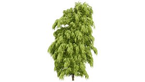 3D Henkel Yellowwood Tree 3D Model Collection