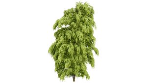 Henkel Yellowwood Tree 3D Model Collection