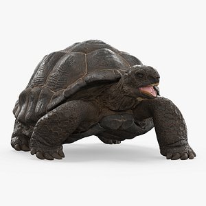 Turtle Chelonoidis Niger Walking Animated Rigged 3D