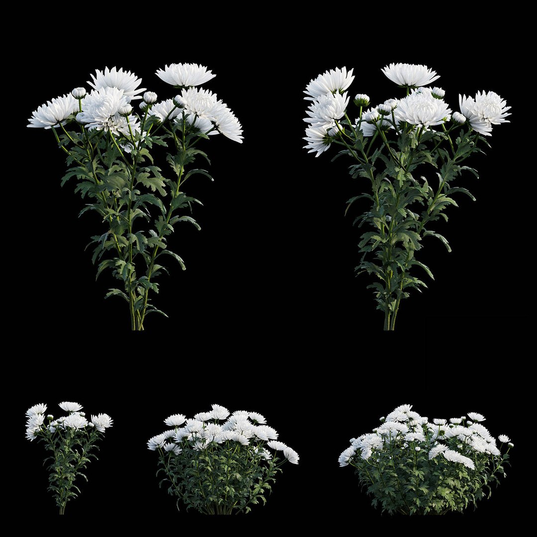 3D chrysanthemum flower plant set model https://p.turbosquid.com/ts-thumb/oh/zbKL3F/0Uf9p2B6/view03/jpg/1586263119/1920x1080/fit_q87/45b5eb2edd15ca630a873e366f2748a39a185daf/view03.jpg