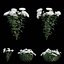 Chrysanthemum flower Plant set 04