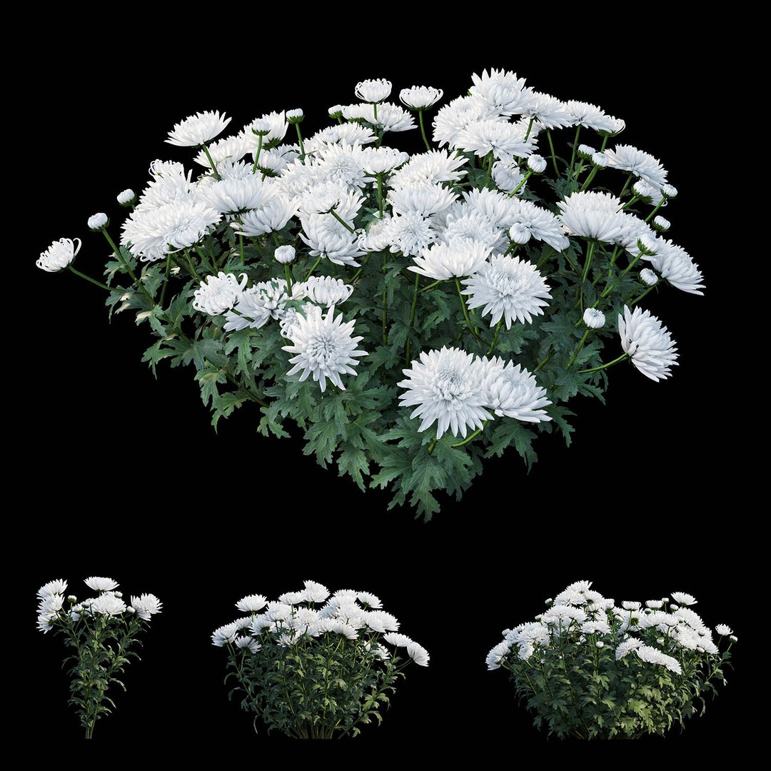 3D chrysanthemum flower plant set model https://p.turbosquid.com/ts-thumb/oh/zbKL3F/3JE04CBJ/view02/jpg/1586263119/1920x1080/fit_q87/0f94ab71a27b3926099496d182409c9299b1c11b/view02.jpg