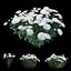 Chrysanthemum flower Plant set 04