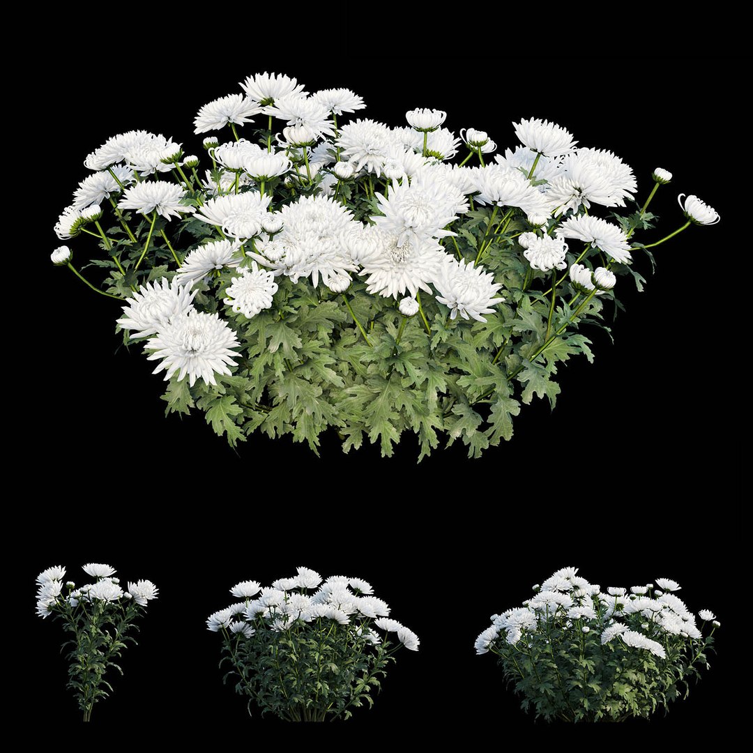 3D chrysanthemum flower plant set model https://p.turbosquid.com/ts-thumb/oh/zbKL3F/CdVNsOYq/view04/jpg/1586263131/1920x1080/fit_q87/3837086884e6ce7097754cb627a6a602df748073/view04.jpg