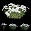 Chrysanthemum flower Plant set 04