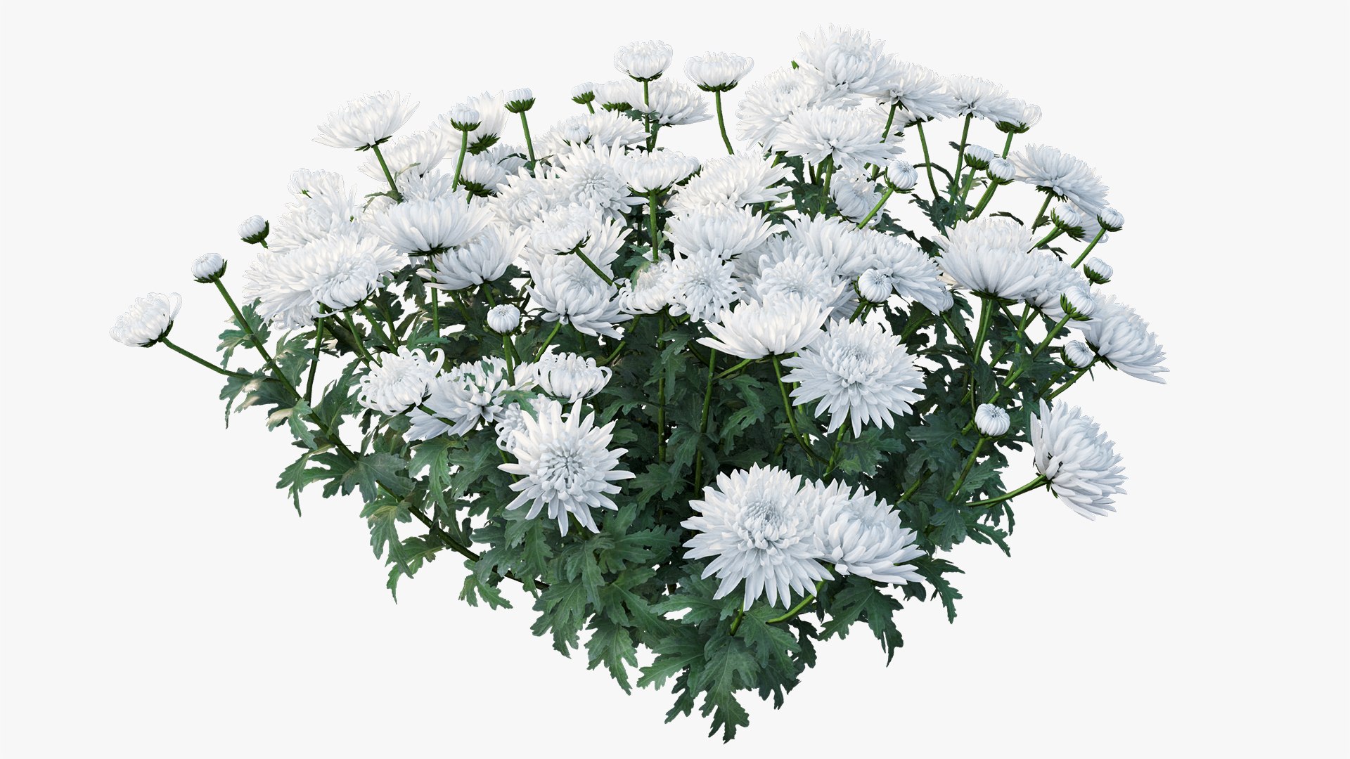 3D chrysanthemum flower plant set model https://p.turbosquid.com/ts-thumb/oh/zbKL3F/TpTicu09/4/jpg/1603695773/1920x1080/fit_q87/60a9f9446fedff08ebbc31d7e0eb90f0ec0ca490/4.jpg