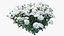 Chrysanthemum flower Plant set 04