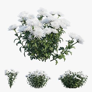 Chrysanthemum flower Plant set 04