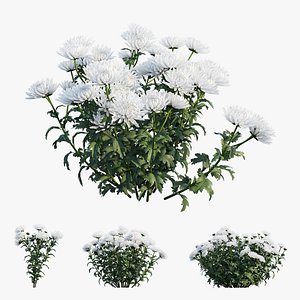 Chrysanthemum flower Plant set 04