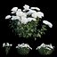 Chrysanthemum flower Plant set 04