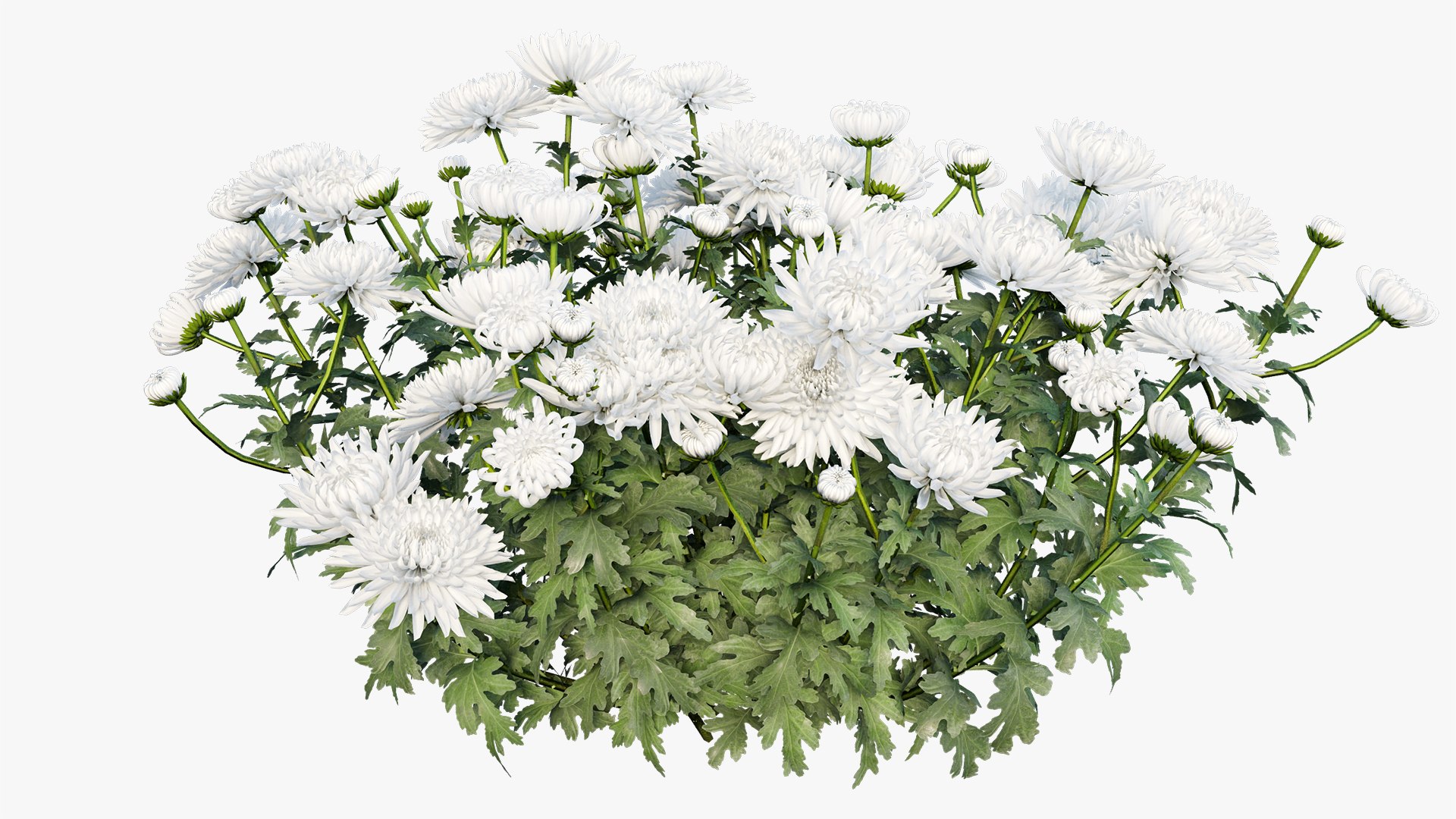 3D chrysanthemum flower plant set model https://p.turbosquid.com/ts-thumb/oh/zbKL3F/c4nNhQQ7/3/jpg/1603695775/1920x1080/fit_q87/2adb30bce233367f19e1393498b9cf2700b80d03/3.jpg