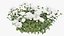 Chrysanthemum flower Plant set 04