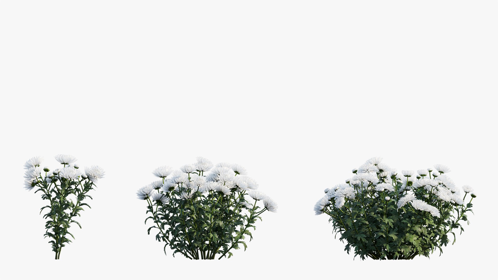 3D chrysanthemum flower plant set model https://p.turbosquid.com/ts-thumb/oh/zbKL3F/o3pnDkLh/1/jpg/1603695776/1920x1080/fit_q87/1df5fa9bb81a46422df12cfc7979568713e29c63/1.jpg