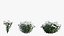 Chrysanthemum flower Plant set 04