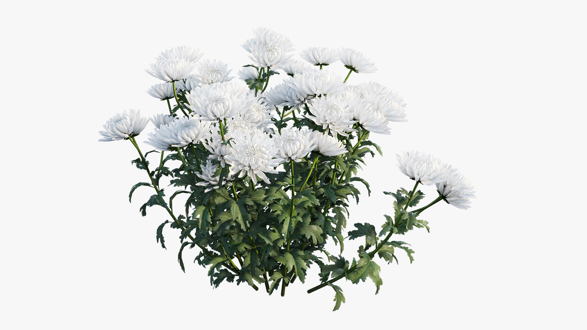 3D chrysanthemum flower plant set model https://p.turbosquid.com/ts-thumb/oh/zbKL3F/szctOZqE/2/jpg/1603695773/1920x1080/fit_q87/3f7c4bc63a80dd409424a8e2ed7f2d504d5b9e60/2.jpg
