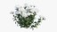 Chrysanthemum flower Plant set 04