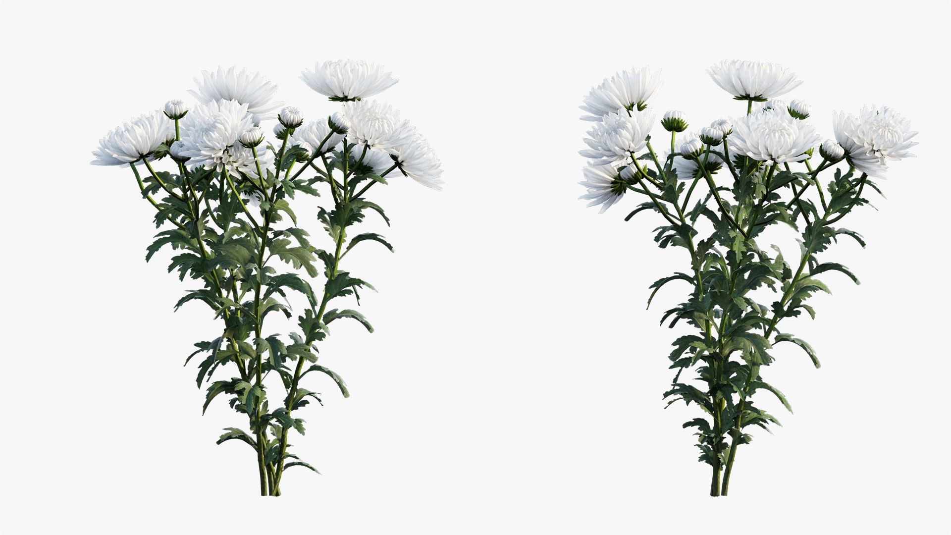 3D chrysanthemum flower plant set model https://p.turbosquid.com/ts-thumb/oh/zbKL3F/vTy6PNX4/5/jpg/1603695773/1920x1080/fit_q87/9fba9520592a0f27fd1d504c9eb0864c9b12b325/5.jpg