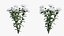 Chrysanthemum flower Plant set 04