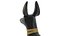 Egyptian God Anubis Dog