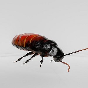 High Detail Realistic Cockroach 3D