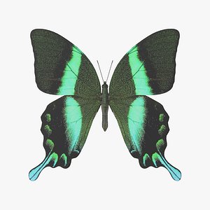 Green Papilio Swallowtail Butterfly