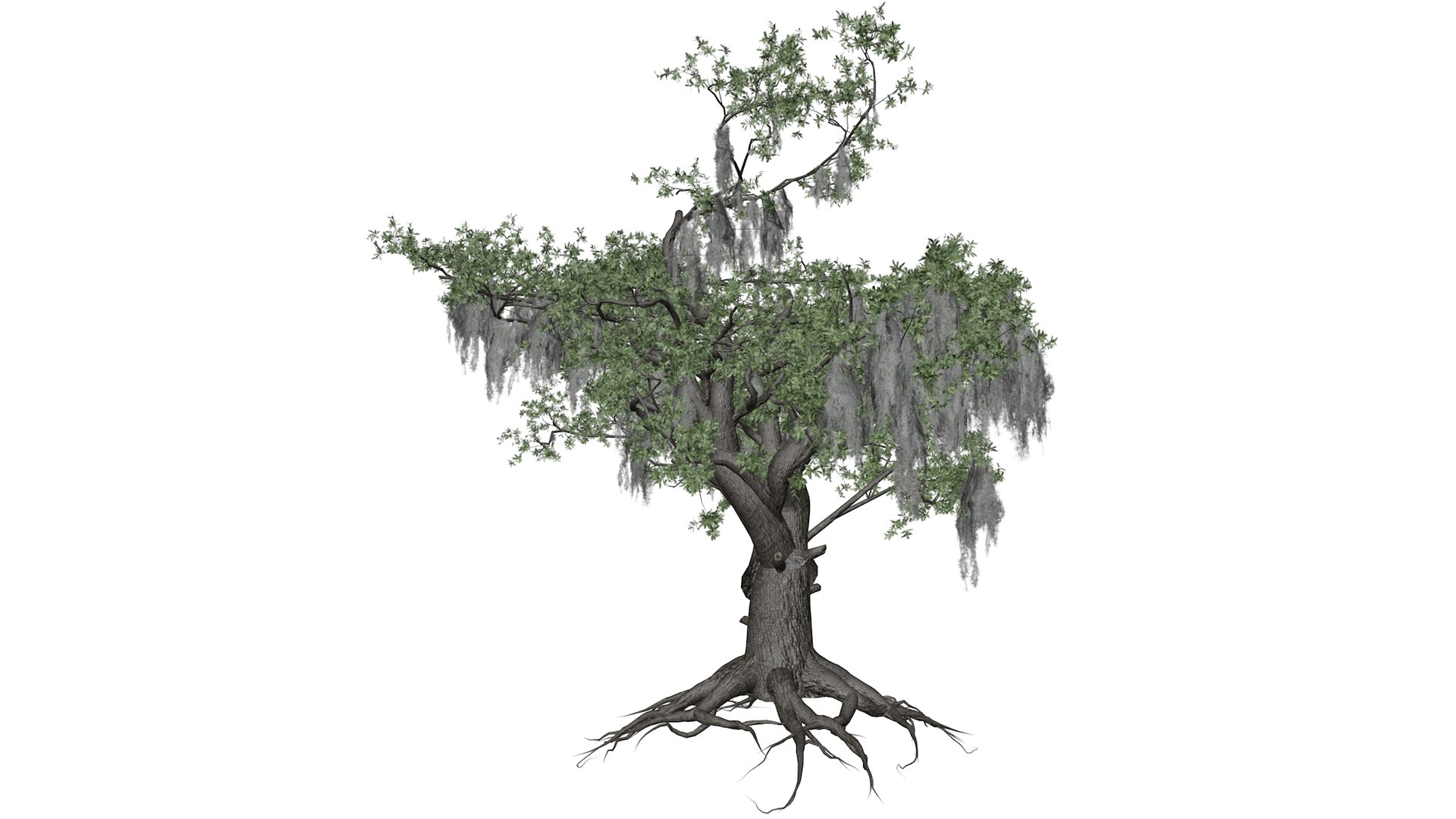 3D Live Oak Tree Collection - TurboSquid 2379023