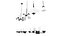 Clifton Heights Chandelier  by Progress   Lighting