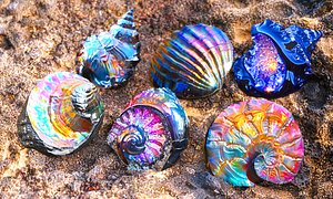 Colorfull Seashell Pack