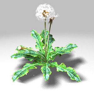 Dandelion